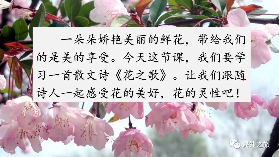 预习 | 统编版六年级语文上册第4课《花之歌》图文解读+视频讲