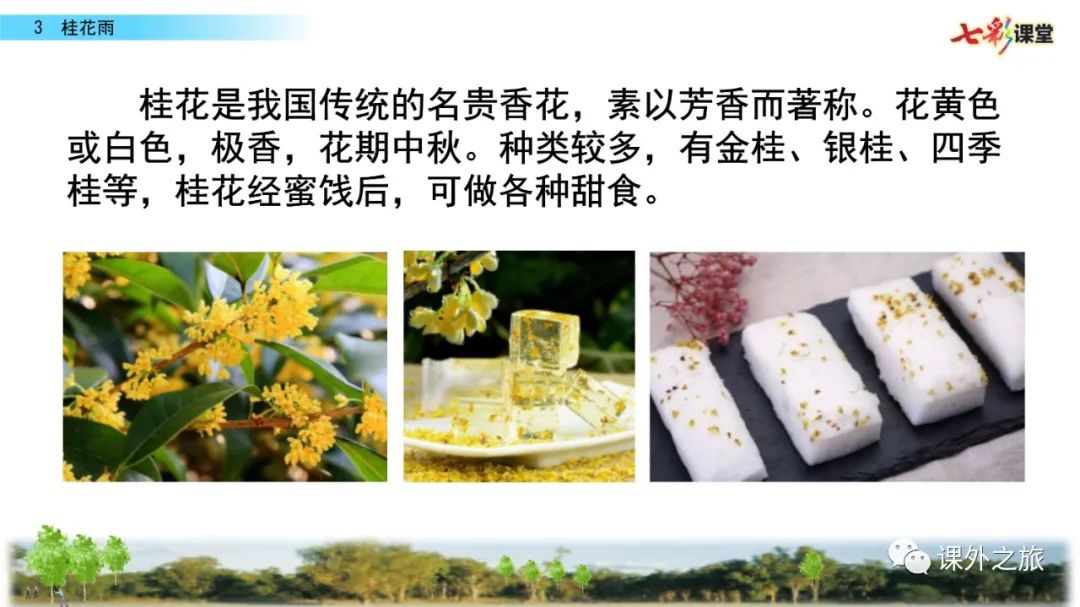 第一单元 第3课《桂花雨》知识点+图文解读+同步练习+类文阅读